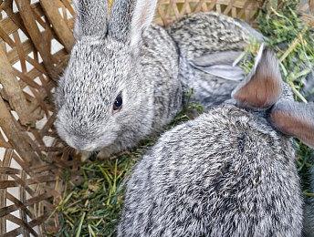 Nightdive想用虚幻引擎重制《雷神之锤》 并已去联系Epic